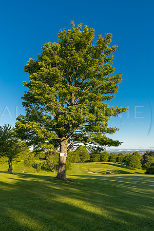 _A7I9915-HDR
